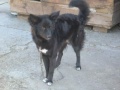 borys